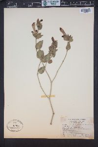 Mirabilis multiflora image