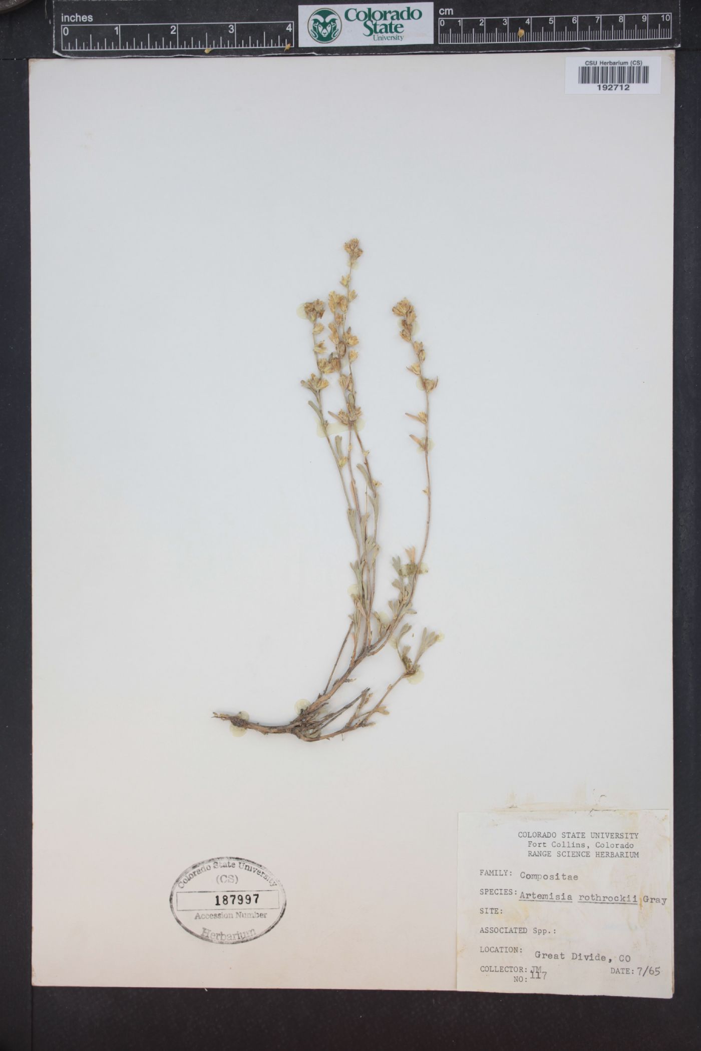 Artemisia rothrockii image