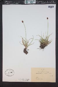 Carex nigricans image