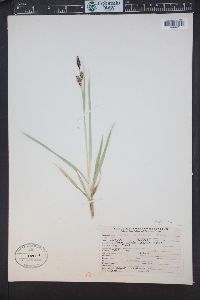 Carex nebrascensis image