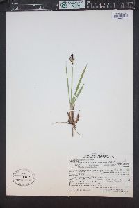 Carex scopulorum image