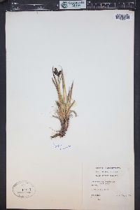 Carex scopulorum image