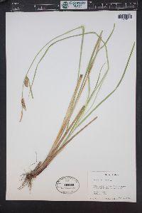 Carex vesicaria image