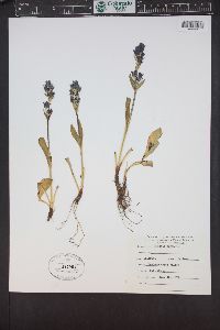 Swertia perennis image