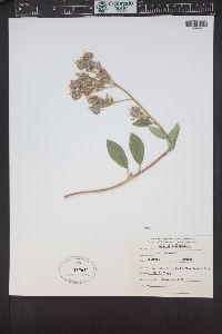 Phacelia heterophylla image