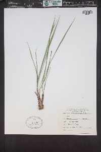 Oryzopsis asperifolia image