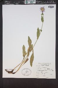 Erigeron peregrinus image