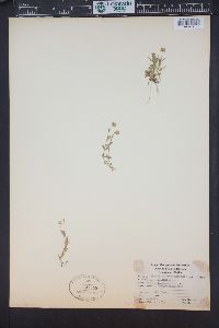 Cerastium beeringianum image