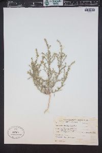 Image of Salsola paletzkiana