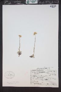 Antennaria racemosa image