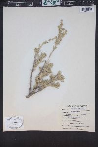 Artemisia tridentata image