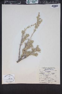 Artemisia tridentata image