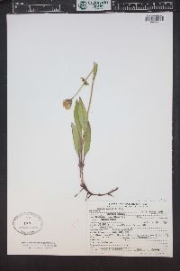 Arnica parryi image