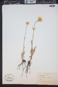 Arnica fulgens image