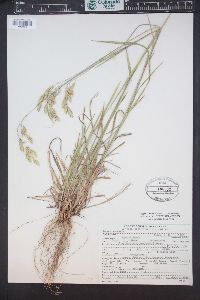 Bromus porteri image