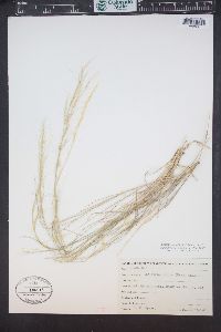 Aristida purpurea var. nealleyi image