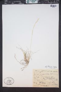 Aristida purpurea var. fendleriana image