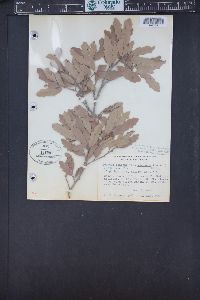 Quercus vaseyana image