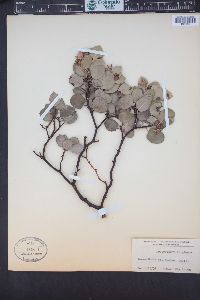 Arctostaphylos glauca image