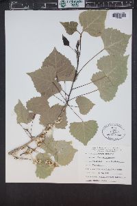 Populus fremontii image