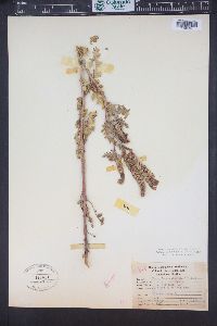 Phacelia denticulata image