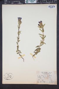 Gentiana parryi image