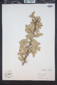 Quercus turbinella image