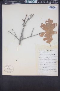 Quercus gambelii image