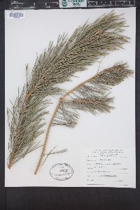 Pinus sylvestris image