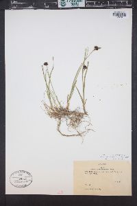 Juncus mertensianus image