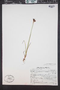 Juncus castaneus image