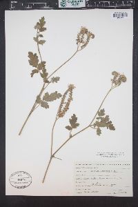 Phacelia congesta image