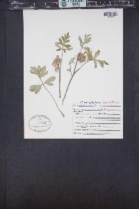 Hydrophyllum capitatum image