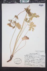 Geranium viscosissimum image