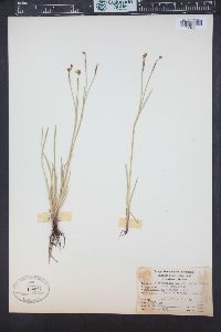 Sisyrinchium demissum image