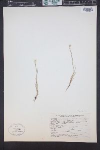 Sisyrinchium halophilum image