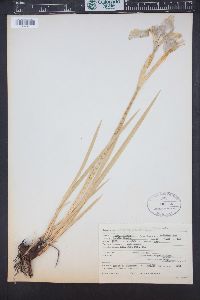 Iris missouriensis image