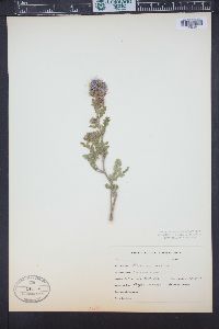 Phacelia sericea image