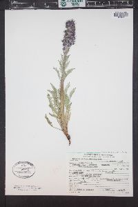 Phacelia sericea image