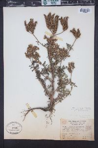 Phacelia alba image