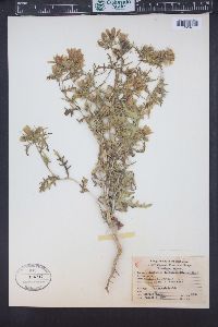 Mentzelia multiflora image