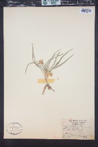 Leucocrinum montanum image