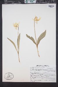 Erythronium grandiflorum image