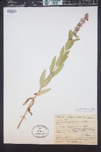 Stachys pilosa var. pilosa image