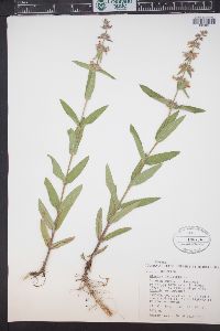 Stachys pilosa image