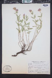 Monardella odoratissima image