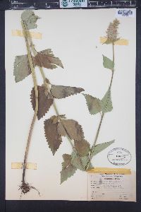 Agastache urticifolia image