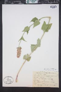 Agastache urticifolia image