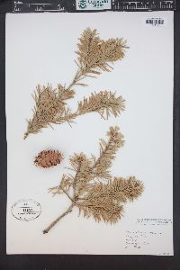 Pseudotsuga menziesii image