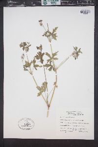 Geranium viscosissimum image